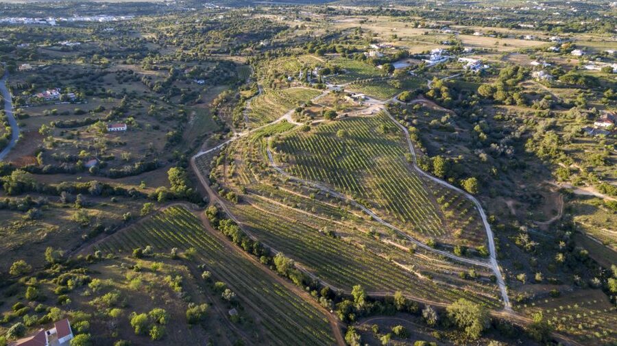 Porches: Algarve Vineyard Tour and Wine Tasting Experience - Quinta dos Capinhas: a family vineyard near Albufeira and Portimão