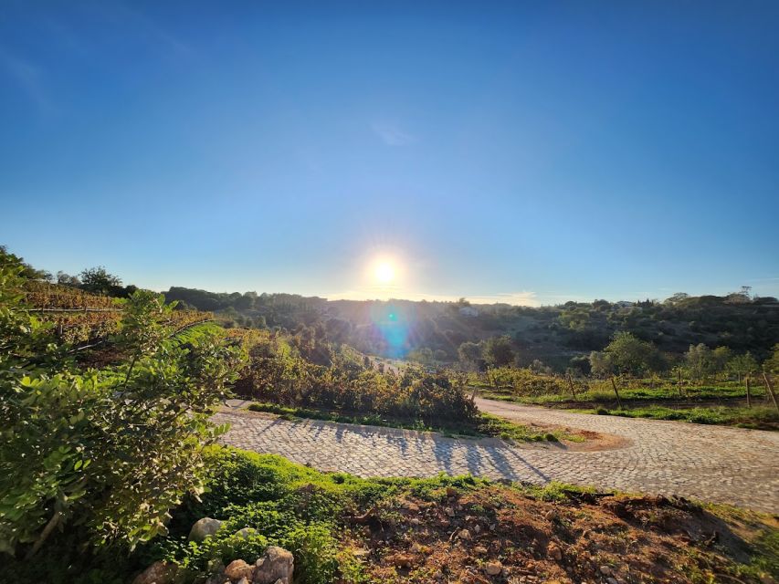 Porches: Algarve Vineyard Tour and Wine Tasting Experience - Your 1.5-hour flow: what happens from arrival to final photos