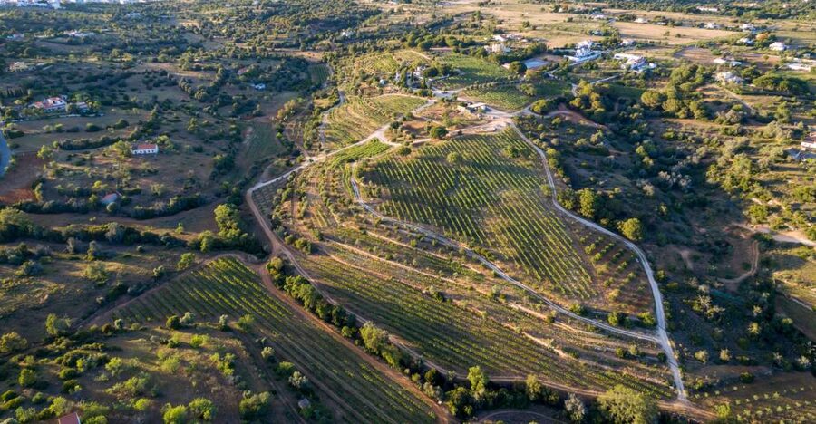 Porches: Algarve Vineyard Tour and Wine Tasting Experience - The short vineyard walk: scenic views and photo time