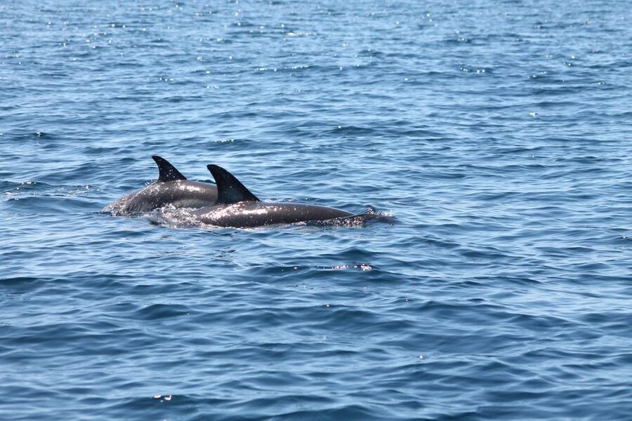 Portimão: 2-Hour Dolphin Watching Boat Tour - Key things that make this tour work