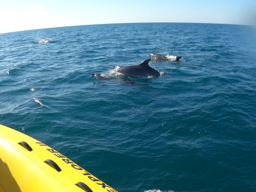 Portimão: 2-Hour Dolphin Watching Boat Tour - Dolphins First: How the 95% Odds Play Out Day to Day