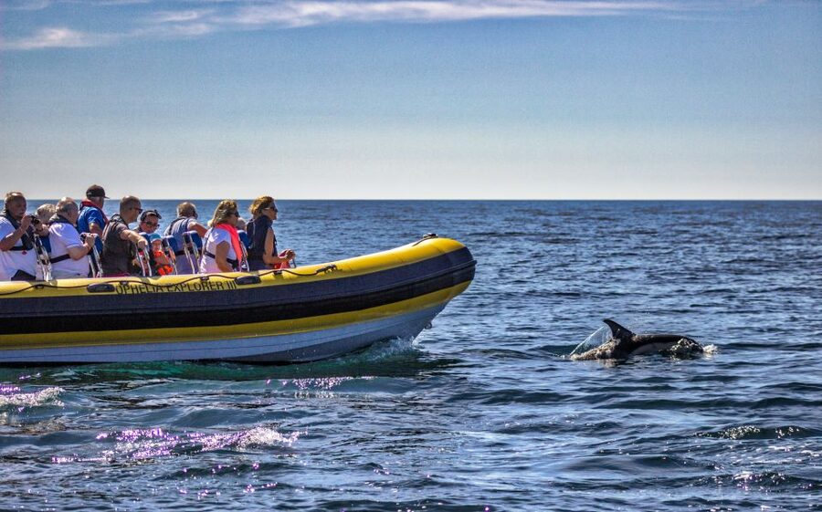 Portimão: 2-Hour Dolphin Watching Boat Tour - Speed, Comfort, and Safety on a High-Tide Coast