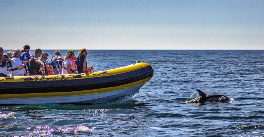 Portimão: 2-Hour Dolphin Watching Boat Tour - What’s Included, What’s Not, and Why It Matters