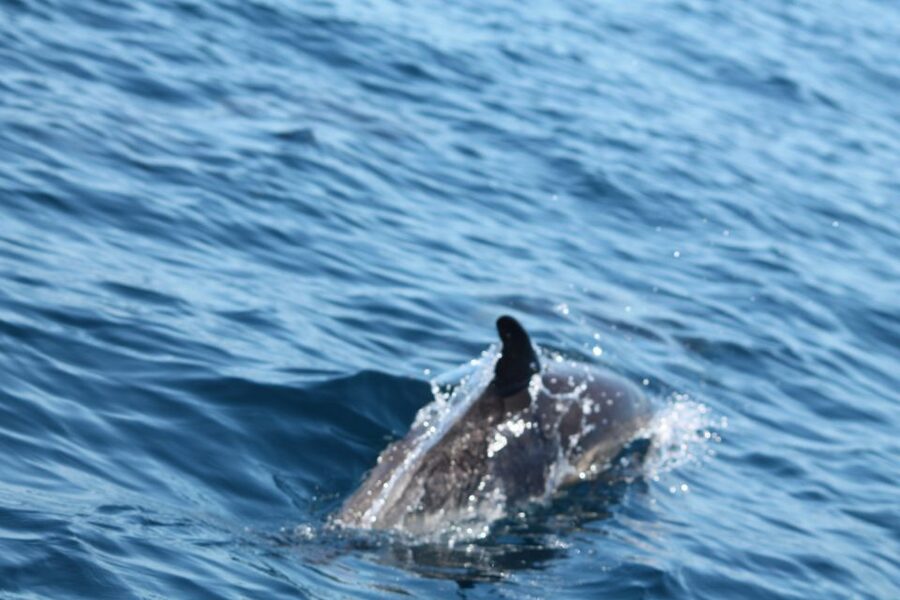 Portimão: 2-Hour Dolphin Watching Boat Tour - Practical packing list for your Portimão speed-boat day