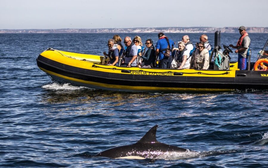 Portimão: 2-Hour Dolphin Watching Boat Tour - From Cais S. Francisco to the Vasco da Gama Jetty