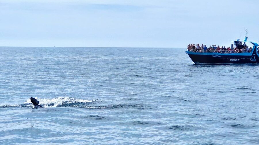 Portimão: Benagil Caves & Dolphins Watching with Biologist - Marine Biologist Power: Why it changes the dolphin hunt