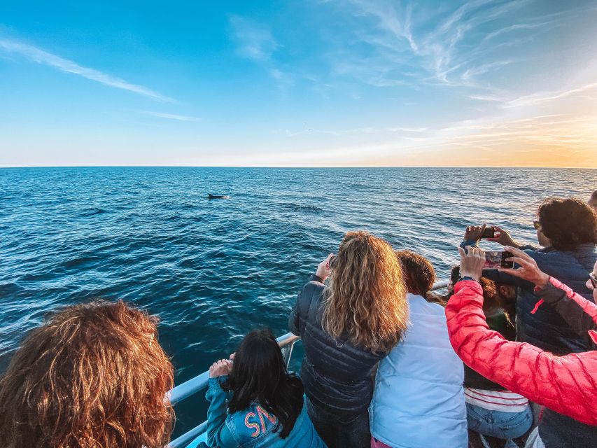 Portimão: Benagil Caves & Dolphins Watching with Biologist - Comfort and safety details that matter more than you think