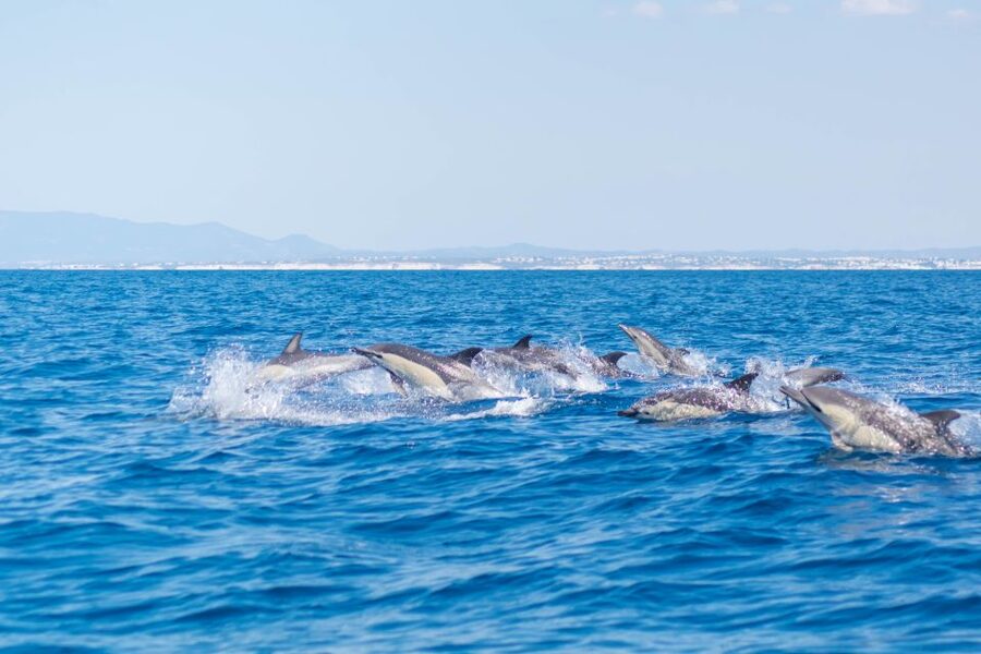 Portimão: Benagil Caves & Dolphins Watching with Biologist - What to pack: the Algarve wind trick