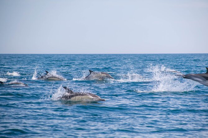 Portimão:Embark on Nature•Benagil and Dolphins•Biologist on board - Portimão on the Water: What 2.5 Hours Actually Looks Like