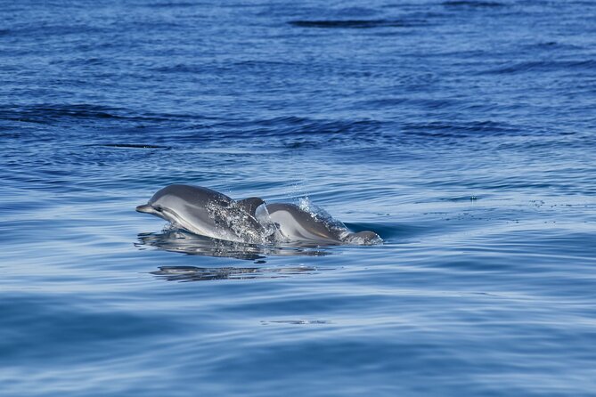 Portimão:Embark on Nature•Benagil and Dolphins•Biologist on board - Can You Swim? Sea Conditions and What to Pack