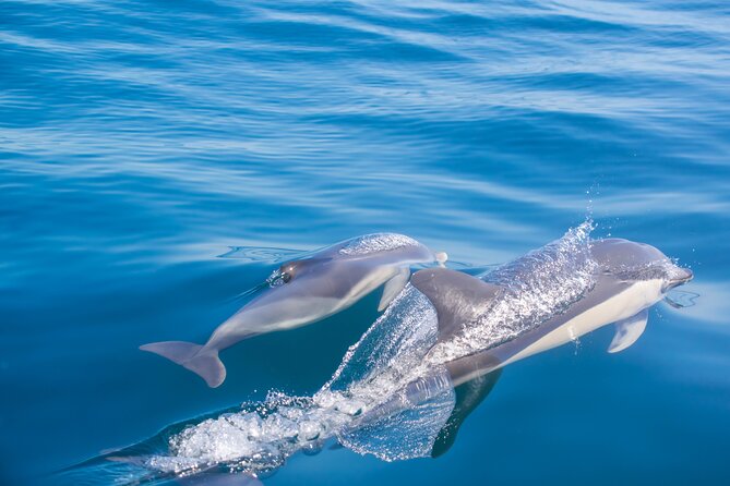 Portimão:Embark on Nature•Benagil and Dolphins•Biologist on board - Price and Value: Is $48.37 Worth It?