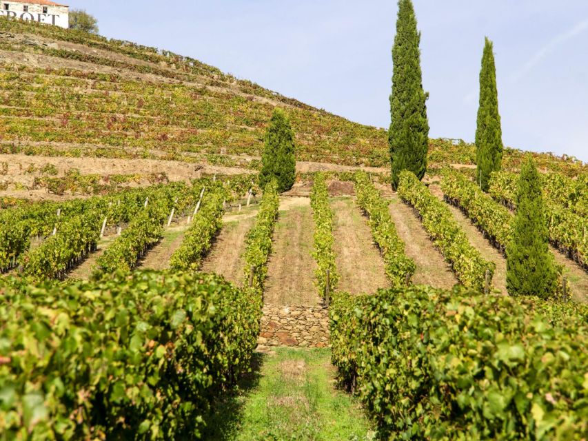 Porto: 3 Wine Regions & Farm Lunch with Views Small-Group - Pinhão winery stop, Port and DOC tastings with local stories