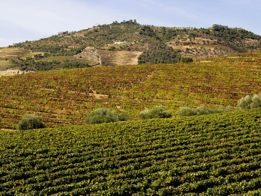 Porto: 3 Wine Regions & Farm Lunch with Views Small-Group - Sabrosa lunch in the vineyard zone