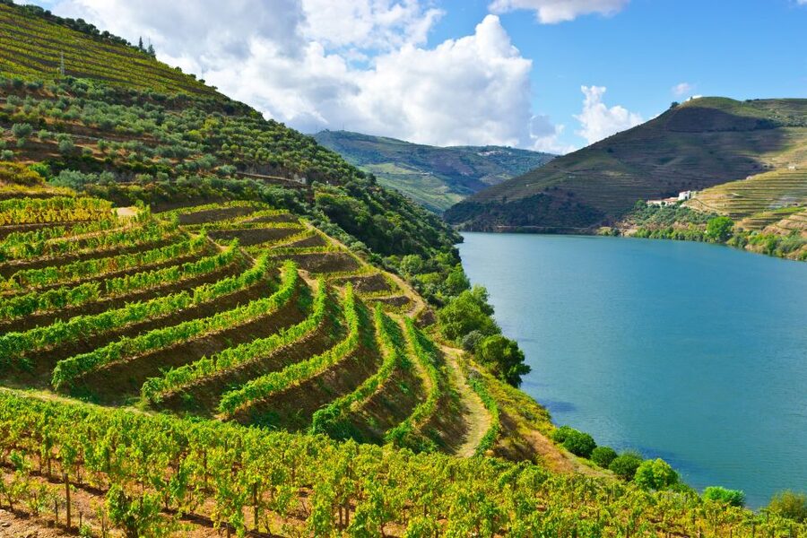 Porto: Douro Valley History & Wine Tour with Cruise & Lunch - A Full Day From Porto Into Douro Wine Country