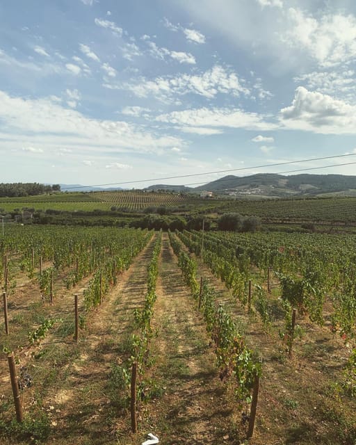 Porto: Douro Valley Tour w/ 3 Tastings, Lunch, & Opt. Cruise - Winery Lunch With Multiple Pairings, Plus Tawny Port Finish