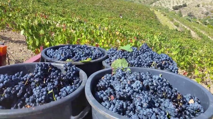 Porto: Douro Valley Tour with 2 Wineries, Lunch and Cruise - Quinta de São Luiz Tour and Port Tasting: Why the Second Winery Hits Harder