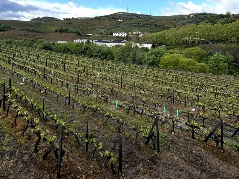 Porto: Douro Valley Tour with 3 Wineries and Lunch - Who This Tour Is Best For