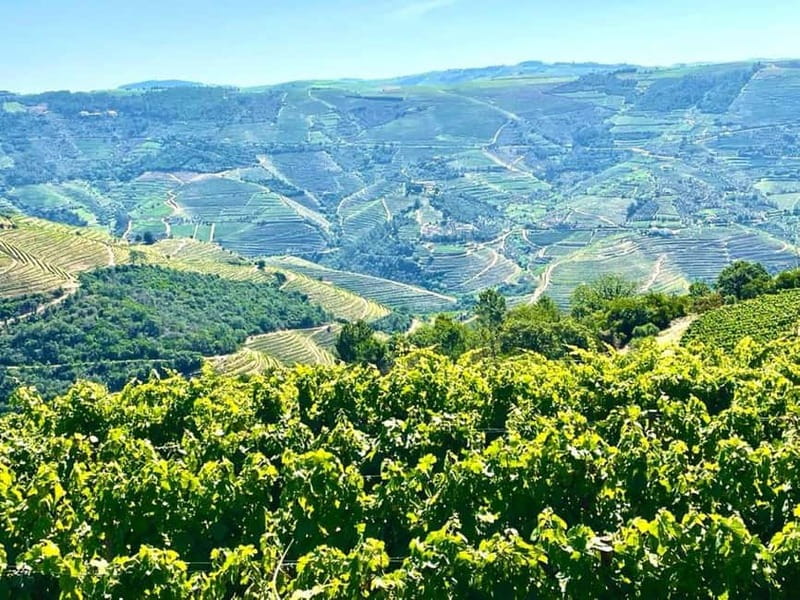 Porto: Douro Valley Tour with 3 Wineries and Lunch - Sabrosa Lunch at a Vineyard, Paired With Table Wines