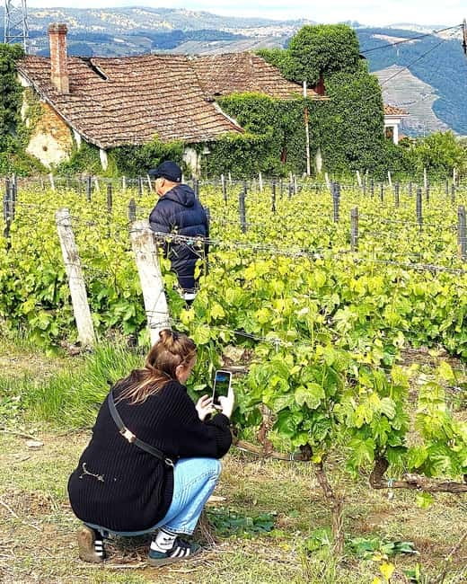 Porto: Douro Valley Tour with 3 Wineries and Lunch - Port Wine Tastings Across the Day: How to Taste Without Getting Overwhelmed