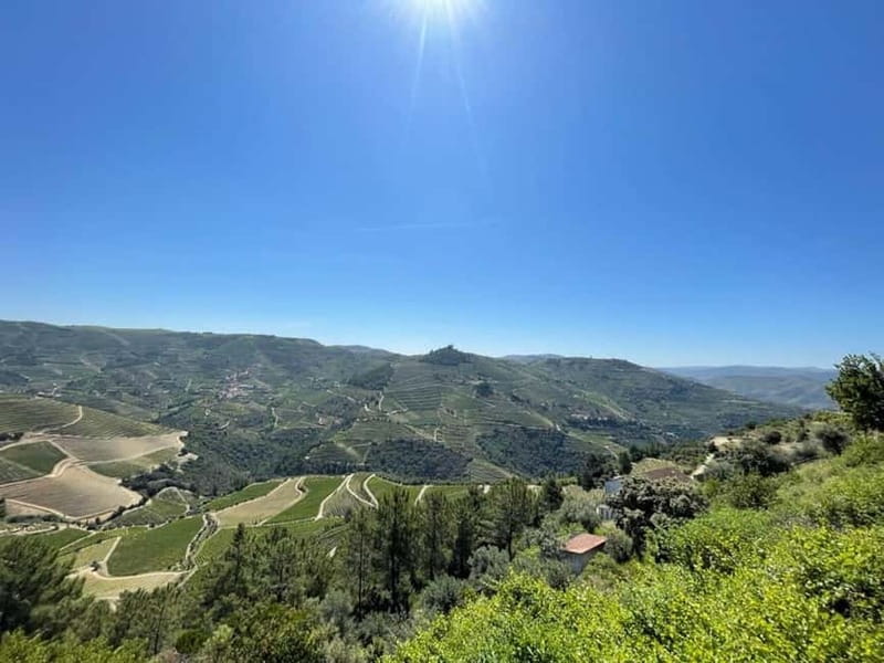 Porto: Douro Valley Tour with 3 Wineries and Lunch - Olive Oil and Wine: A Different Kind of Tasting Moment