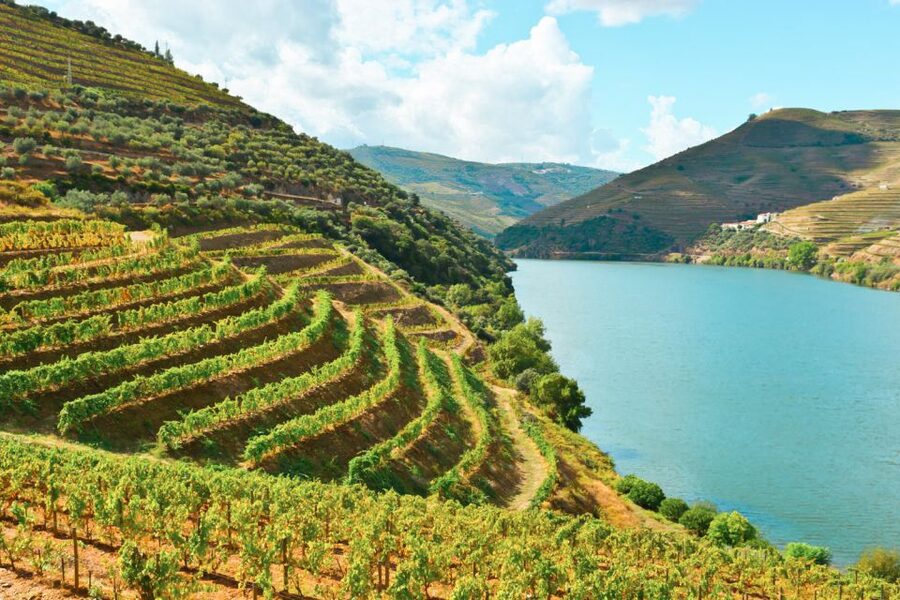 Porto: Douro Valley Tour with Wine Tasting, Cruise and Lunch - Lunch in the Douro: traditional Portuguese food with real pairing value