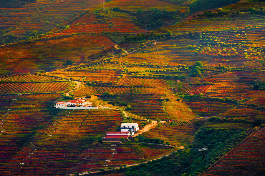 Porto: Douro Valley Wine Tour with a Sommelier & Boat Trip - Who should book this Douro day, and who might pass