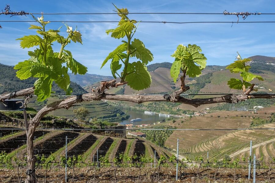 Porto: Douro Valley Wine Tour with a Sommelier & Boat Trip - Small-group service with a guide who drives and teaches