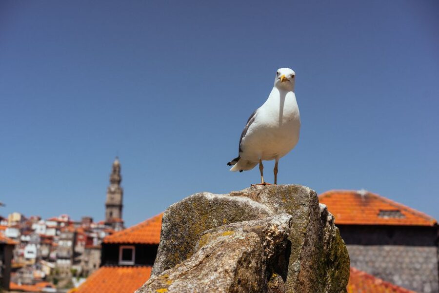 Porto: Harry Potter’s Inspiration Tour - The café where Harry Potter was written: the stop that makes it real