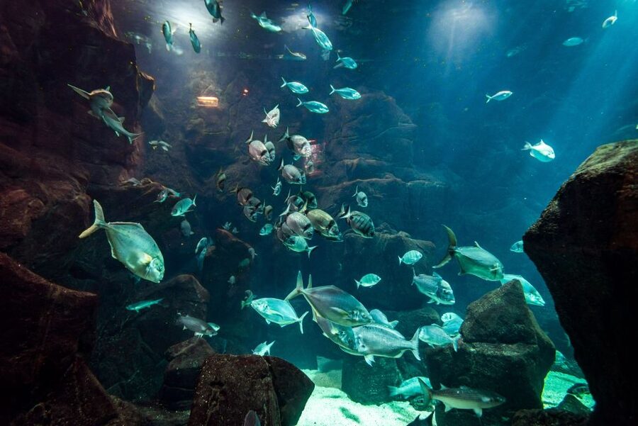 Porto Moniz: Diving with Sharks and Rays in Madeira Aquarium - Key highlights worth planning around