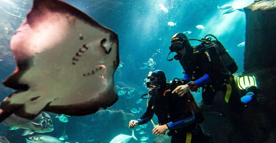 Porto Moniz: Diving with Sharks and Rays in Madeira Aquarium - Aquário da Madeira starts the experience before you ever get wet