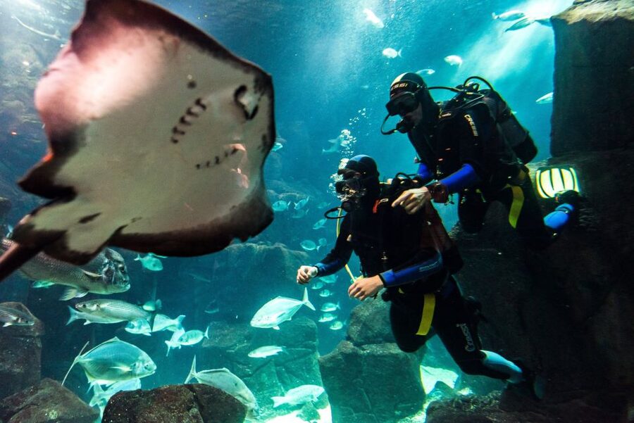 Porto Moniz: Diving with Sharks and Rays in Madeira Aquarium - The aquarium tour, plus the technical zone, makes the animals more real