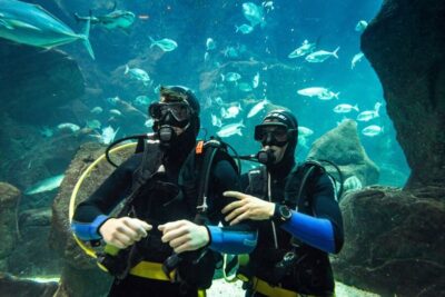 Porto Moniz: Diving with Sharks and Rays in Madeira Aquarium