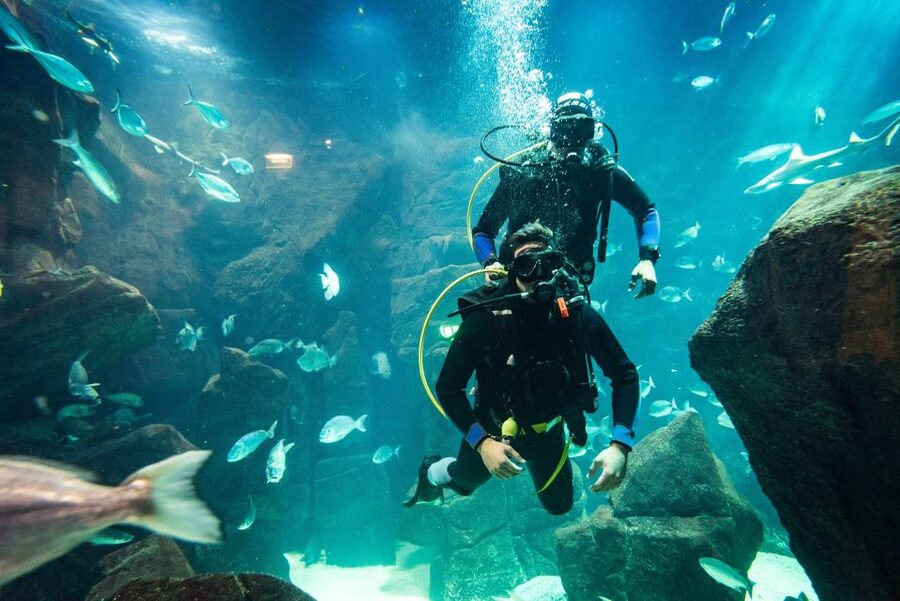 Porto Moniz: Diving with Sharks and Rays in Madeira Aquarium - Cost and value: why $159 can be worth it here
