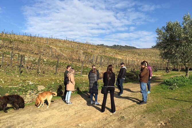 Premium Douro Valley Small-Group Tour, Wine Tasting, Lunch & Boat - Quinta do Panascal: Port Wine Tastings with a Real Vineyard Feel