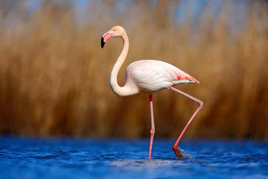 Private Tavira Jeep Tour - Salt Pans, Nature & Santa Luzia - The salt pans: white gold, pink skies, and that flamingo moment