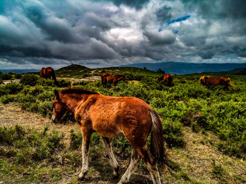 Prozelo: Buggy Tour - Getting behind the wheel in Peneda Gerês National Park