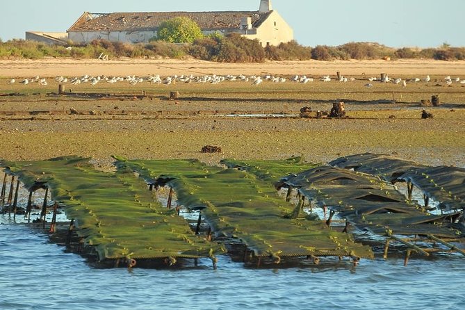 Ria Formosa - Boat trip to the 3 Islands: Armona | Culatra Island | Lighthouse - Stop 1: Ilha do Farol, the lighthouse island hour