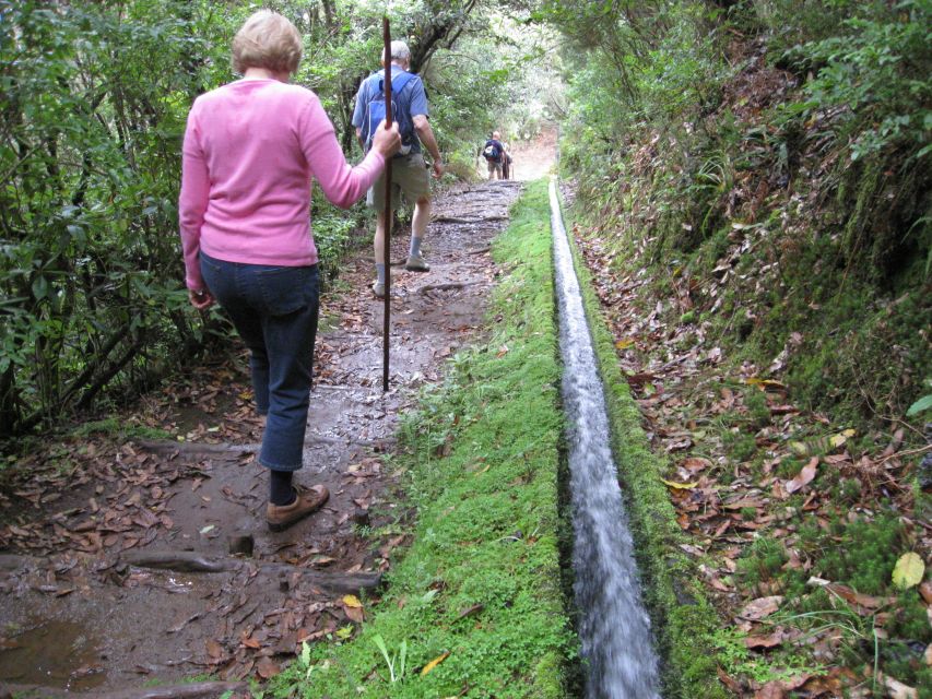 Ribeiro Frio / Portela - Levada Walk - Key Things You’ll Notice on This Levada Walk