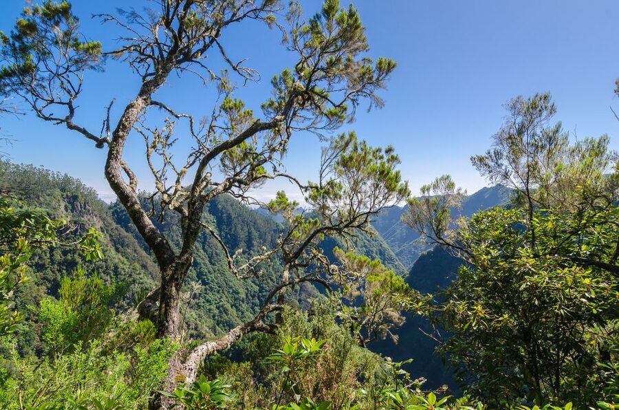Ribeiro Frio / Portela - Levada Walk - Who This Levada Walk Suits Best