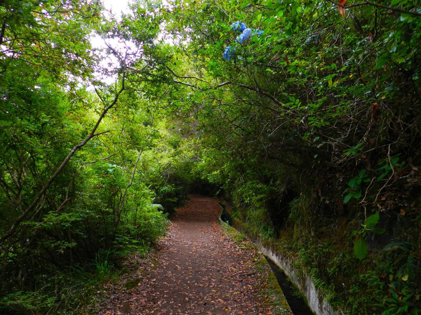 Ribeiro Frio / Portela - Levada Walk - Midway Nature Focus: Endemic Species and Why It Changes How You Walk