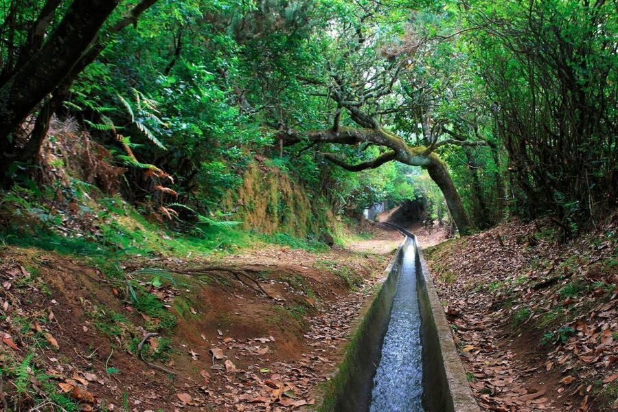 Ribeiro Frio / Portela - Levada Walk - Garden and Trout Pond Atmosphere: More Than a Passing Stop