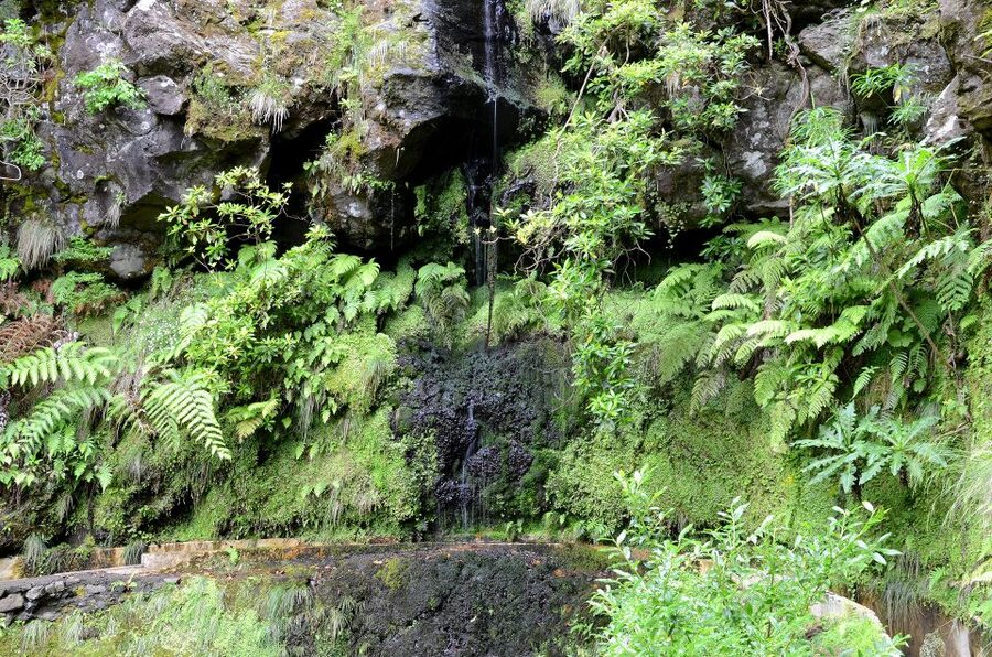 Ribeiro Frio / Portela - Levada Walk - Pickup, Duration, and How to Plan Your Time in Madeira