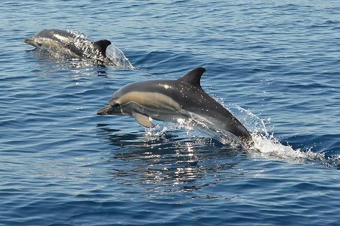 Safari & Boat Tour - Mountains & Dolphins - My Bottom Line: Book It If You Want Land and Sea in One Day