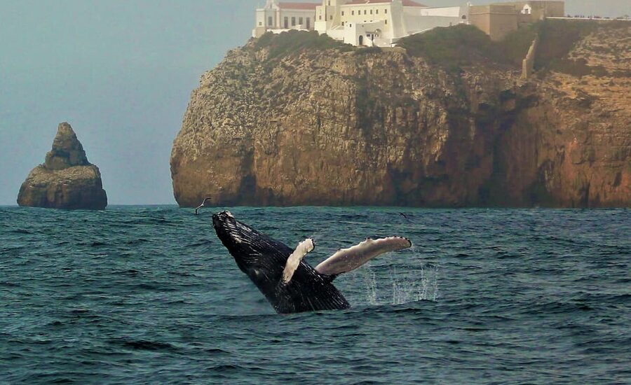 Sagres Wildlife Adventure: Dolphin and Whale Watching Tour - Your On-Board Marine Biologist: Learning That Actually Changes How You Look