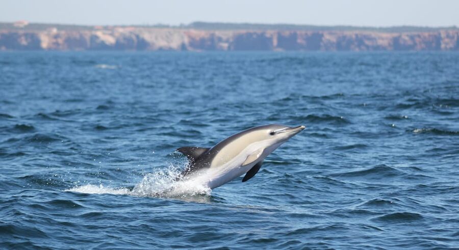 Sagres Wildlife Adventure: Dolphin and Whale Watching Tour - Before You Go: Packing Tips and Small Rules That Matter