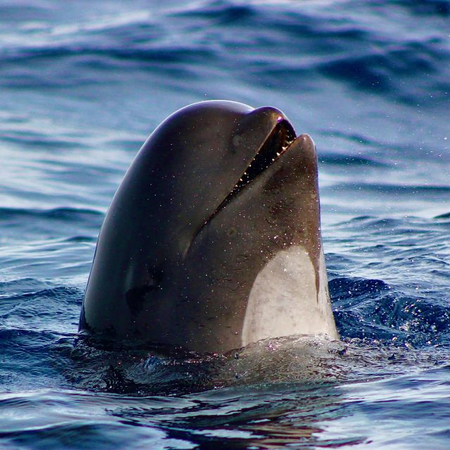 Sagres: Wildlife Tour Dolphins and Caves - Key things you will remember