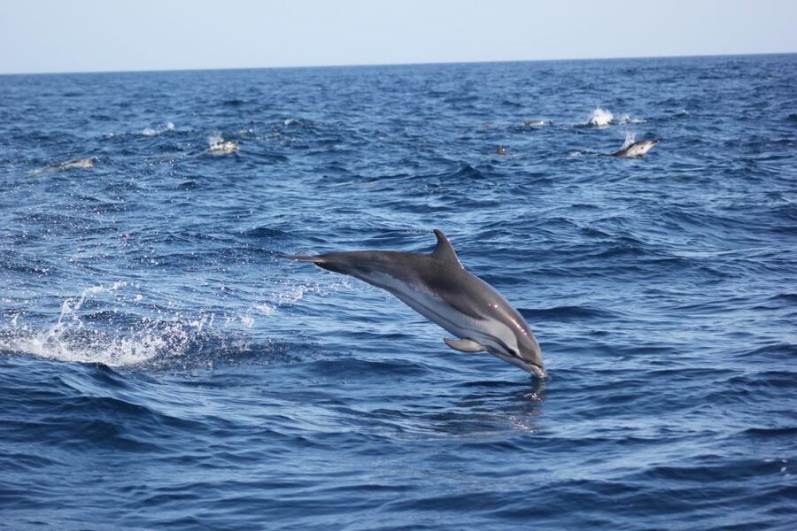 Sagres: Wildlife Tour Dolphins and Caves - 2 hours on Cape Cruiser: how the wildlife segment actually works