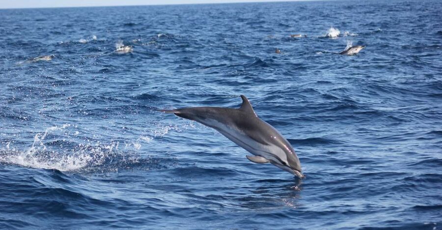 Sagres: Wildlife Tour Dolphins and Caves - Price and value: what you get for about $70