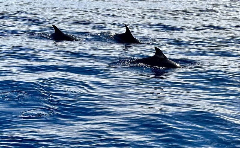 São Miguel, Azores: Whale and Dolphin Watching Tour - Key points that matter before you go
