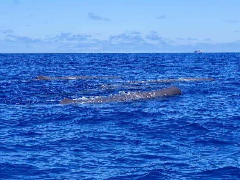 São Miguel, Azores: Whale and Dolphin Watching Tour - What this São Miguel whale tour is really about